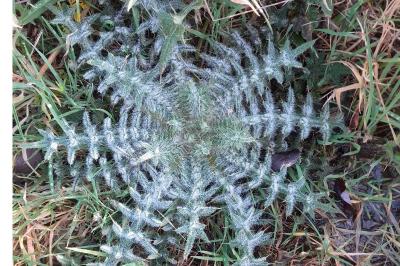 <i>Cirsium</i>