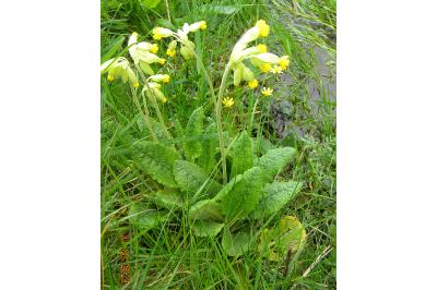 <i>Primula veris</i>