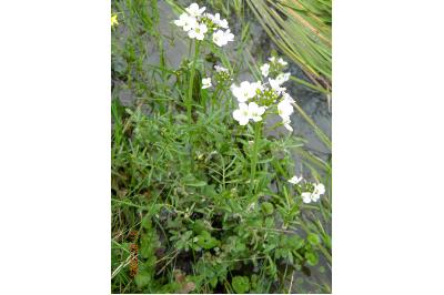 <i>Cardamine pratensis</i>