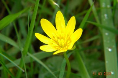 <i>Ficaria verna</i>