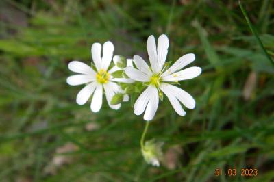 <i>Rabelera holostea</i>
