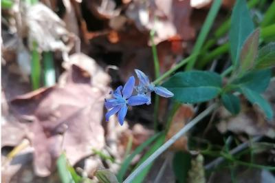 <i>Scilla bifolia</i>
