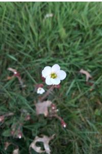 <i>Saxifraga granulata</i>