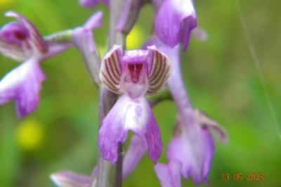 <i>Anacamptis morio</i>