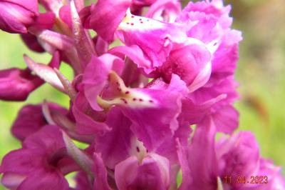 <i>Orchis mascula</i>