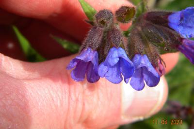 <i>Pulmonaria longifolia</i>