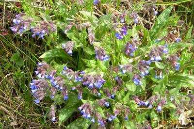 <i>Pulmonaria longifolia</i>