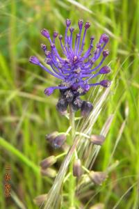 <i>Muscari comosum</i>