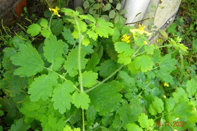 <i>Chelidonium majus</i>