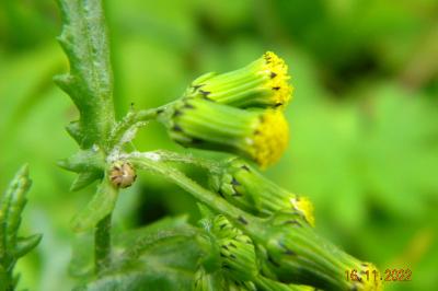 <i>Senecio vulgaris</i>