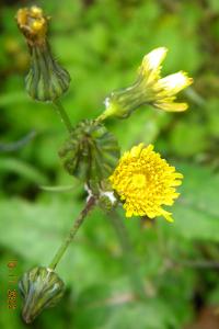 <i>Sonchus oleraceus</i>