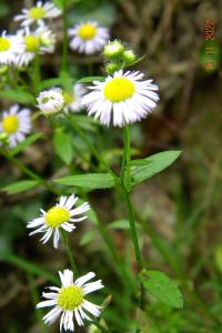 <i>Erigeron annuus</i>