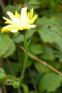 <i>Picris hieracioides</i>
