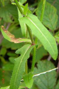<i>Picris hieracioides</i>