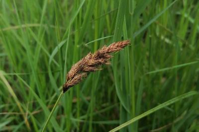 <i>Carex appropinquata</i>