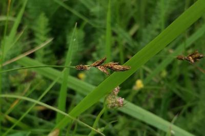 <i>Carex praecox</i>