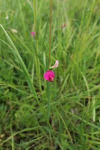 <i>Lathyrus nissolia</i>