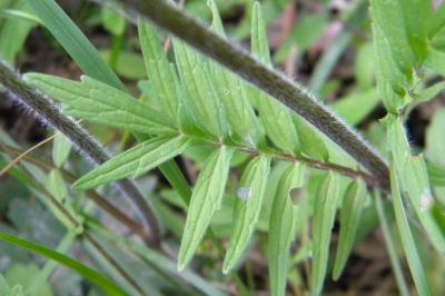 <i>Valeriana officinalis</i>