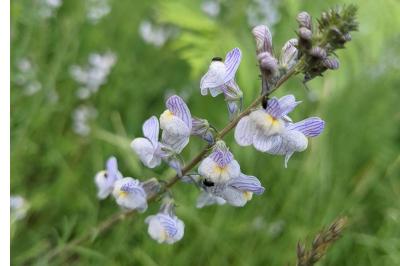 <i>Linaria repens</i>