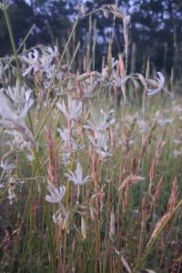 <i>Silene nutans</i>