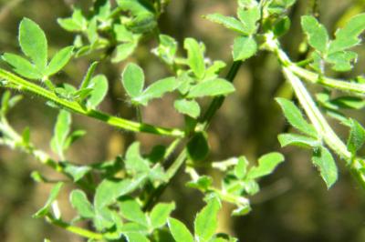 <i>Cytisus scoparius</i>