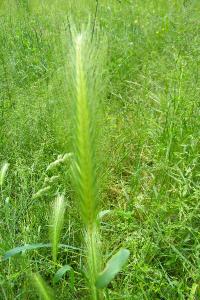 <i>Hordeum murinum</i>