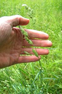 <i>Dactylis glomerata</i>