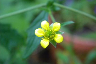 <i>Geum urbanum</i>