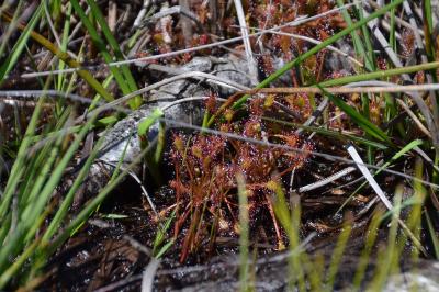 <i>Drosera rotundifolia</i>