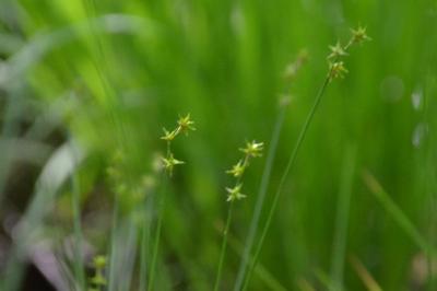 <i>Carex echinata</i>