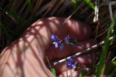 <i>Polygala serpyllifolia</i>