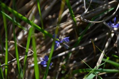 <i>Polygala serpyllifolia</i>