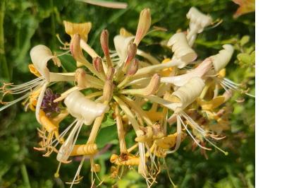 <i>Lonicera periclymenum</i>