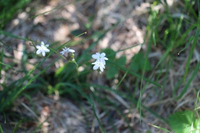<i>Simethis mattiazzii</i>