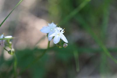 <i>Simethis mattiazzii</i>
