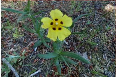 <i>Tuberaria guttata</i>