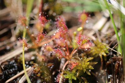 <i>Drosera intermedia</i>