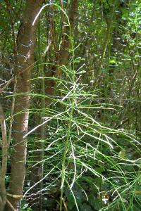 <i>Equisetum arvense</i>