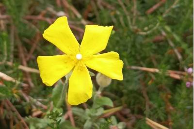 <i>Cistus lasianthus</i>