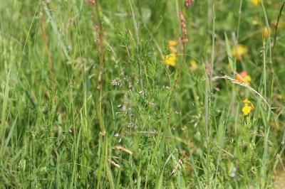 <i>Ervum tetraspermum</i>