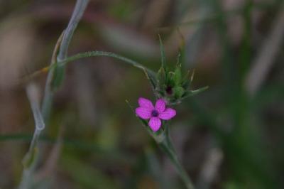 <i>Dianthus armeria</i>