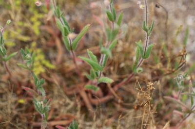 <i>Tuberaria guttata</i>
