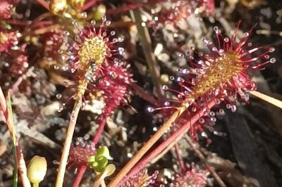 <i>Drosera intermedia</i>