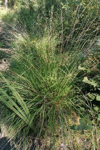<i>Molinia caerulea</i>