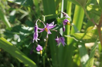 <i>Solanum dulcamara</i>