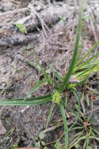 <i>Carex viridula</i>