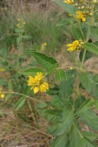 <i>Lysimachia vulgaris</i>
