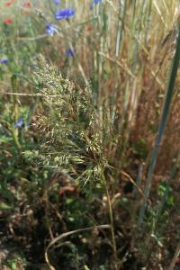 <i>Apera spica-venti</i>