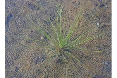<i>Juncus bulbosus</i>