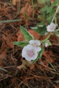<i>Althaea officinalis</i>
